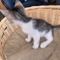 子猫　メス　生後6週間 - 猫