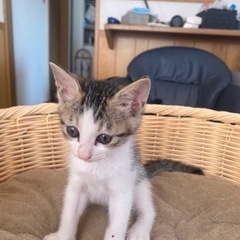 子猫　メス　生後6週間 - 厚木市