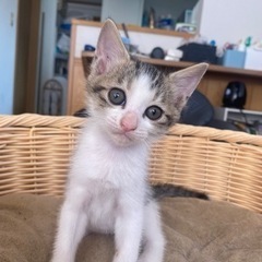 子猫　メス　生後6週間 - 里親募集