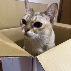 シンガプーラ　ふくちゃん　スリスリゴロゴロ甘えん坊！ - 里親募集