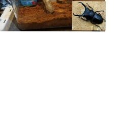 コクワガタ　飼育　セット