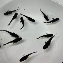 メダカ　オロチ　ややショート体型　雌のみ　1匹から（決まりました）の画像