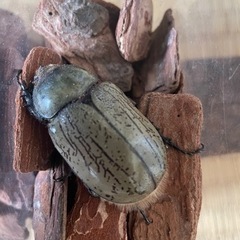 グラントシロカブト　ペア　オス7.5センチの画像