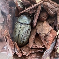 グラントシロカブトペア　7.5センチの画像