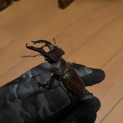 県内採取　ミヤマクワガタ　ペア　オス61ミリ‼️