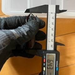 県内採取　ノコギリクワガタ　ペア　オス63.4ミリ‼️の画像