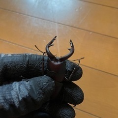 県内採取　ノコギリクワガタ　ペア　オス63.4ミリ‼️の画像