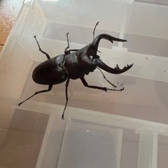 県内採取　ノコギリクワガタ　ペア　オス63.4ミリ‼️の画像