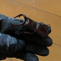 県内採取　ノコギリクワガタ　ペア　オス63.4ミリ‼️
