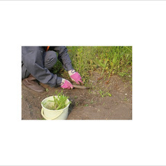 【30分／1袋1100円！】草むしり（45Lのゴミ袋使用）@三浦...