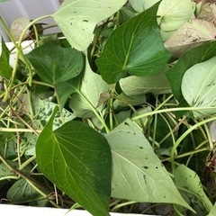 芋蔓(紫色の芋)