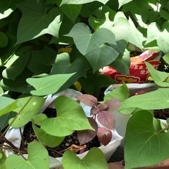 芋蔓(紫色の芋)の画像
