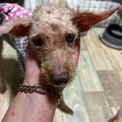 ひとりぼっちのおばあちゃん