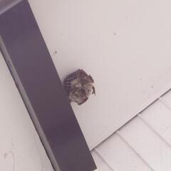 蜂の巣駆除できる方