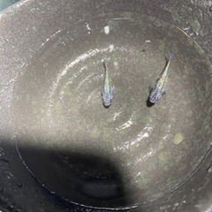 値下げしました！【静楽庵様血統】サファイアメダカの画像