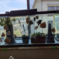 今だけお買い得　ディスカスとエンジェル