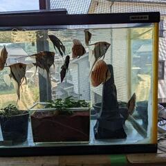 ディスカス　水槽整理ため今だけ値引き中。