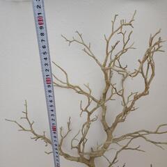 インテリア マンザニータ  ツリーの画像