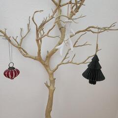 インテリア マンザニータ  ツリーの画像