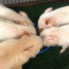 マイクロブタ　推定一歳　成長済み - 京田辺市