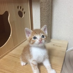 1ヶ月弱茶白の男の子
