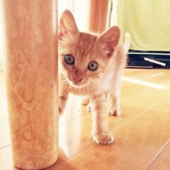 里親募集☆生後3〜4ヶ月　キジトラ男の子