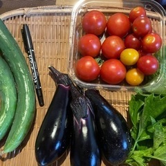 無農薬　野菜セット　朝取れ