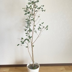 【観葉植物】ベンジャミンバロック　7/25まで取りに来てくださる方