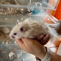 キンクマとゴールデンのミックス