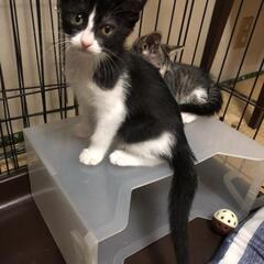 人懐こい兄弟猫ちゃんの里親募集