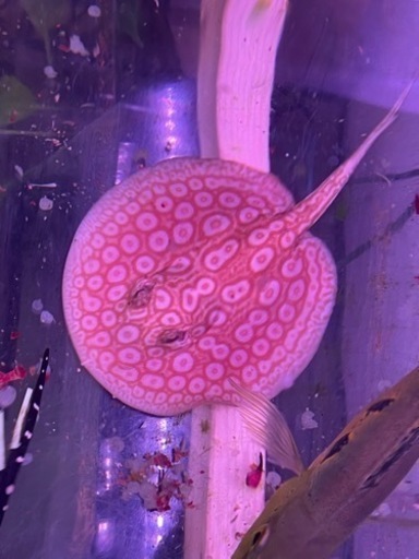 ※最終値下げ　アルビノクロコダイルスティングレイ　体盤30c m