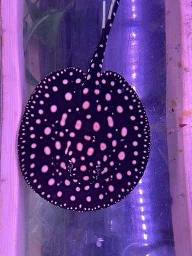 ダイヤモンドポルカ　オス体盤約20cm