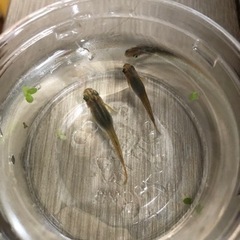 黒メダカ6匹の画像