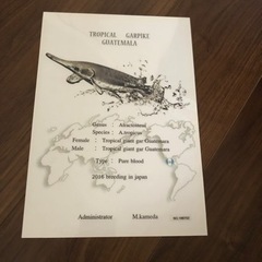アリゲーターガー 証明書のみ　3種類あります。の画像