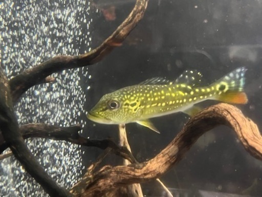 キクラ　ピニマ