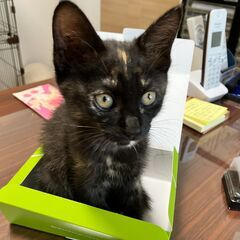 額に三日月☾甘えん坊さび猫