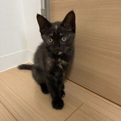 額に三日月☾甘えん坊さび猫 - 米子市