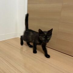 額に三日月☾甘えん坊さび猫 - 猫