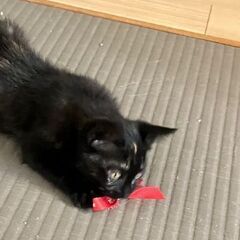 額に三日月☾甘えん坊さび猫 − 鳥取県