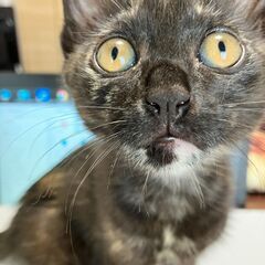 額に三日月☾甘えん坊さび猫 - 里親募集