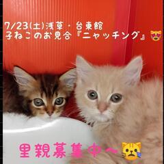 5/20生♪ラガマフィン兄妹(トライアウト猫)の画像