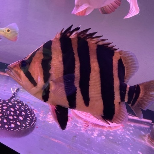 【今週限定値下げ】ダトニオプラスワン ショート