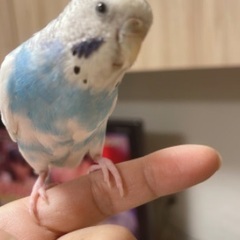 水色のセキセイインコ探しています。