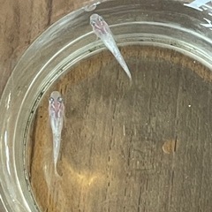 【受付終了】ダイヤモンドダスト【メダカ】おまけ付きの画像