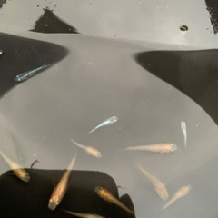 みっくすメダカ（幼魚〜成魚）