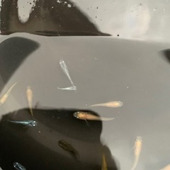 みっくすメダカ（幼魚〜成魚）の画像