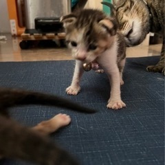 仔猫の里親様募集中