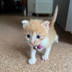 仔猫の里親様募集中！