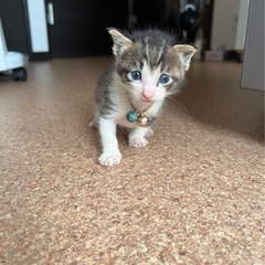 仔猫の里親様募集中！