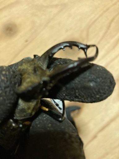 青森県産 超大型ミヤマクワガタ♂70.2mm